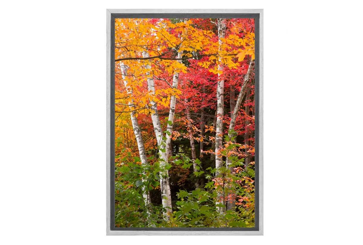 Autumn Forest 3 | Canvas Wall Art Print