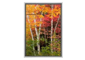 Autumn Forest 3 | Canvas Wall Art Print