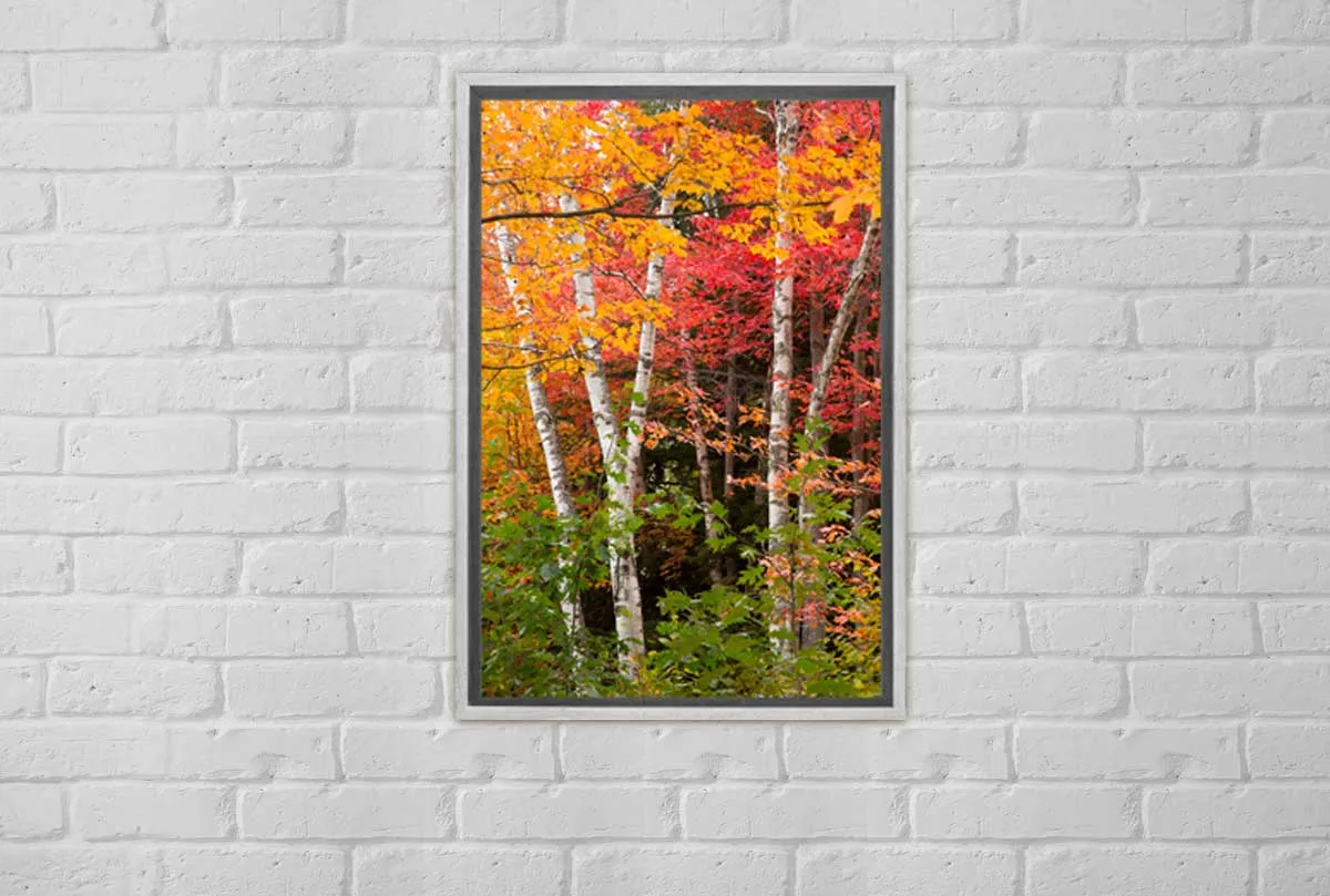 Autumn Forest 3 | Canvas Wall Art Print