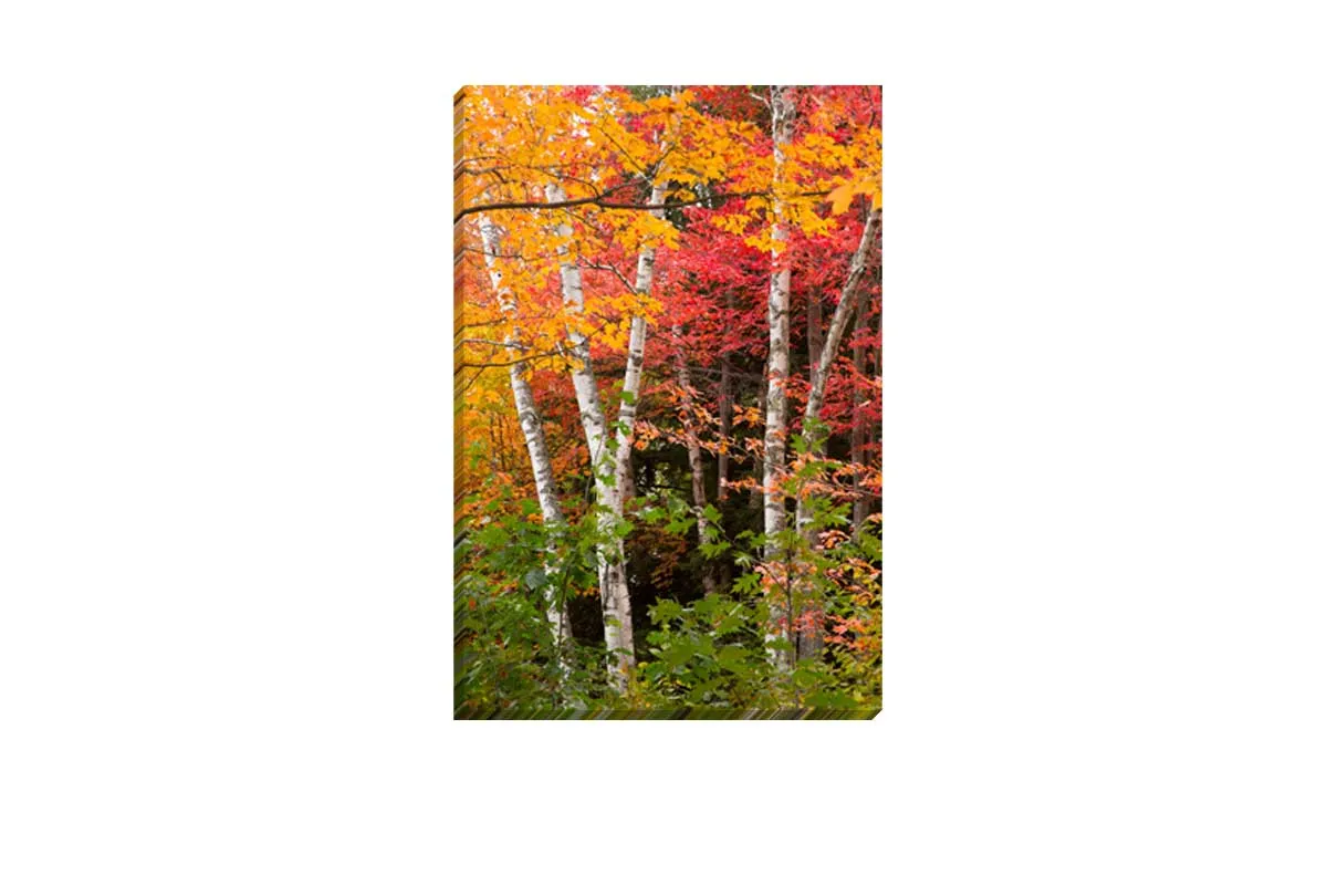 Autumn Forest 3 | Canvas Wall Art Print