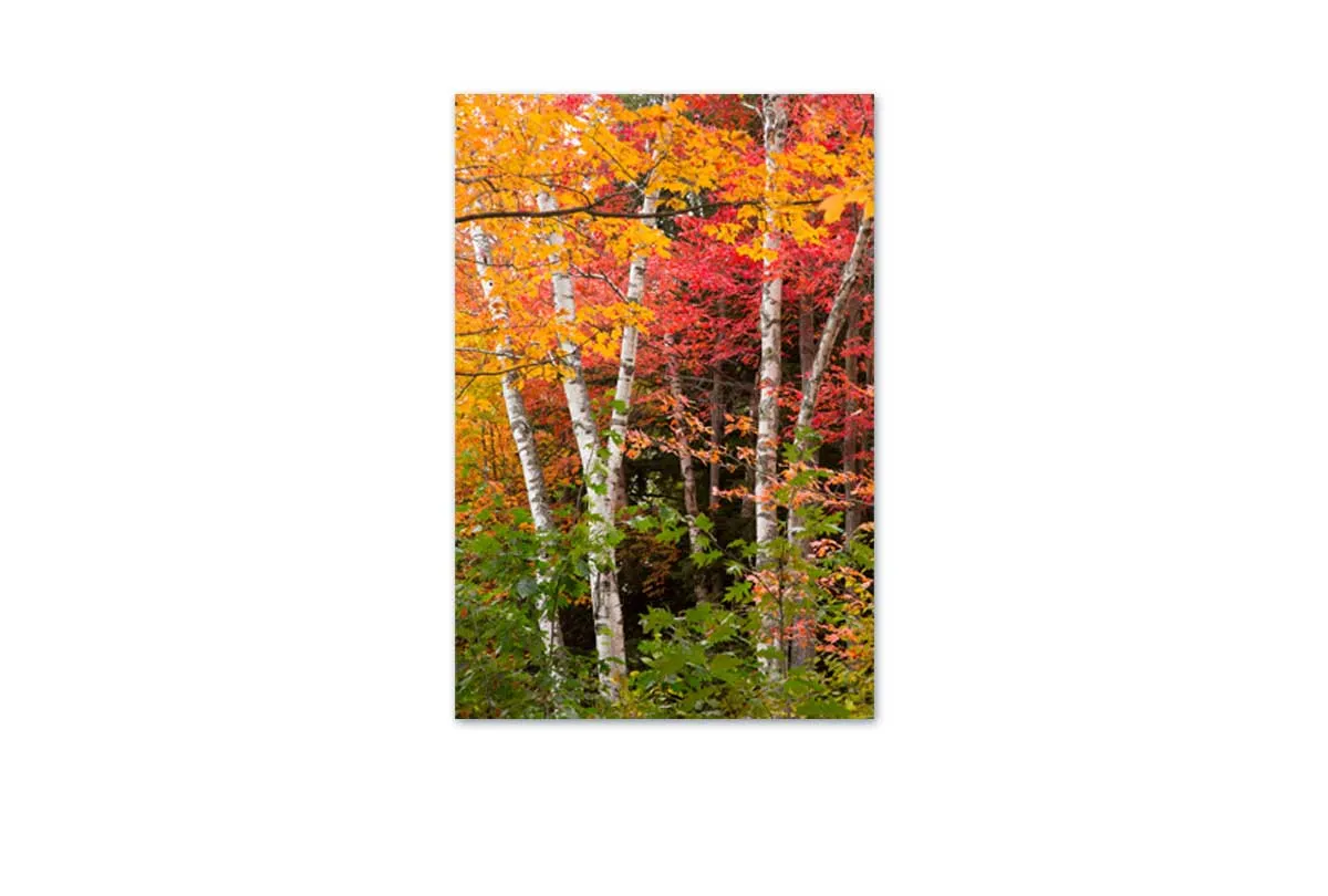 Autumn Forest 3 | Canvas Wall Art Print