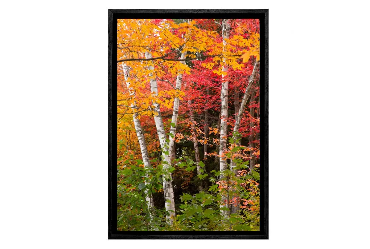 Autumn Forest 3 | Canvas Wall Art Print