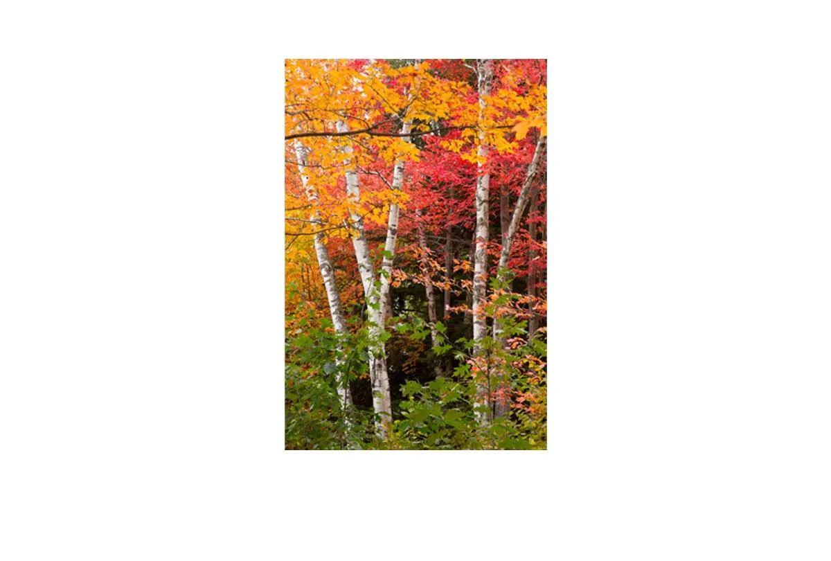 Autumn Forest 3 | Canvas Wall Art Print