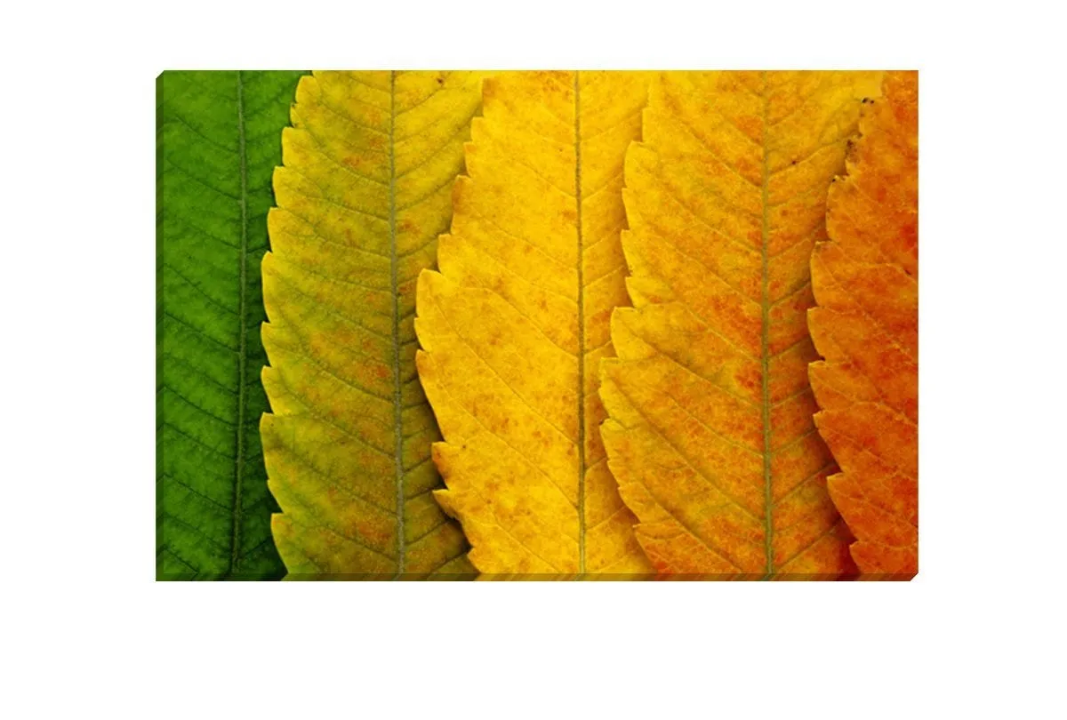 Leaves Close-up | Canvas Art Print