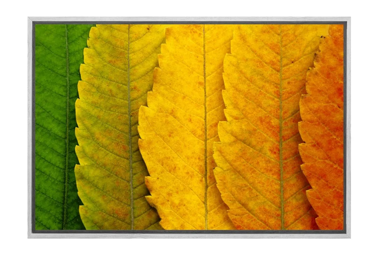 Leaves Close-up | Canvas Art Print