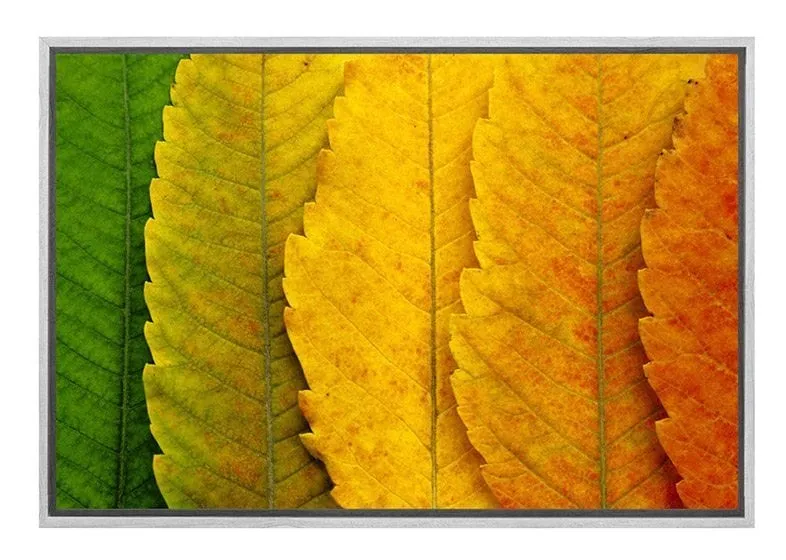 Leaves Close-up | Canvas Art Print