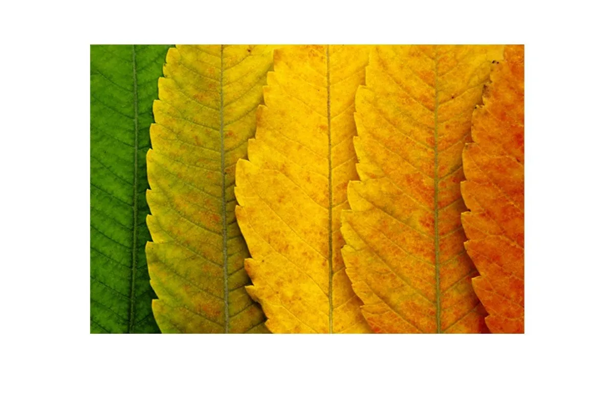 Leaves Close-up | Canvas Art Print