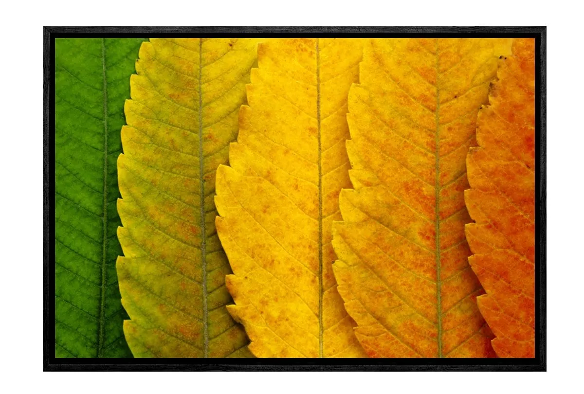 Leaves Close-up | Canvas Art Print
