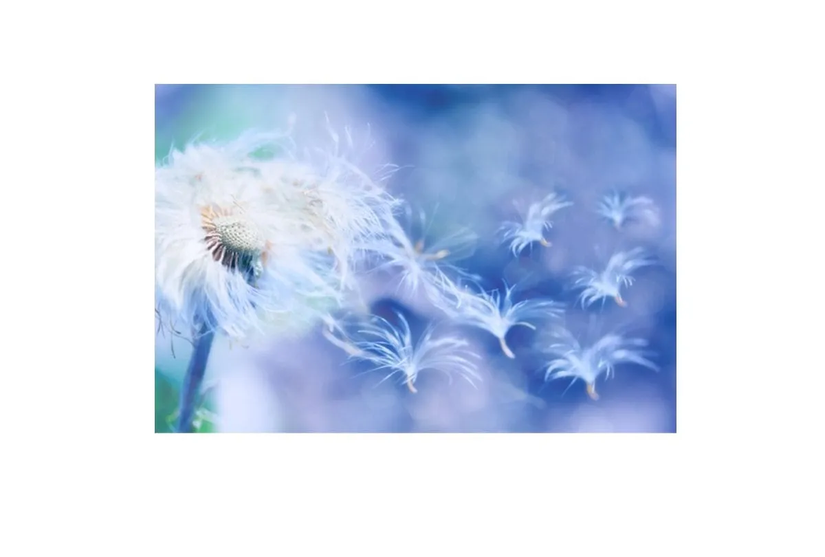 Make a Wish | Canvas Art Print