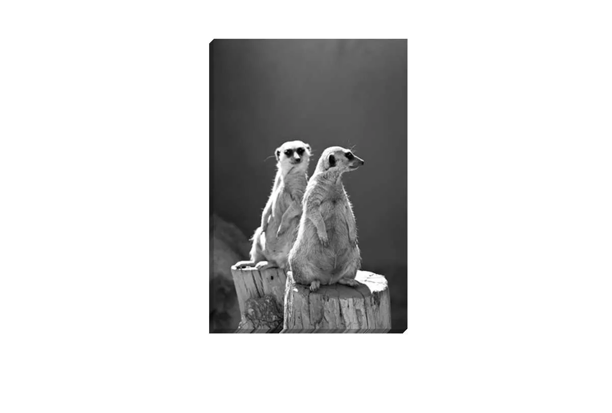 Meerkats Black and White | Canvas Wall Art Print