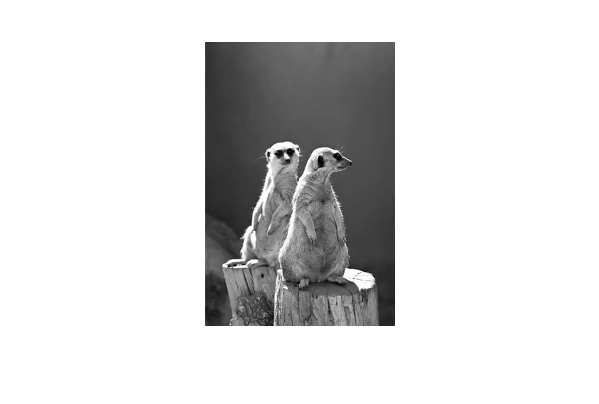 Meerkats Black and White | Canvas Wall Art Print